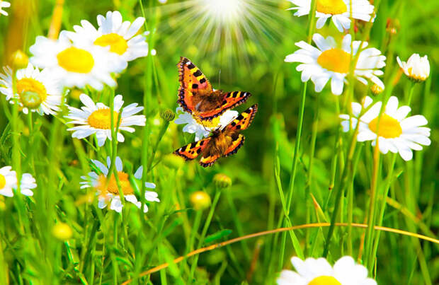 5227673_4_large (700x455, 149Kb)