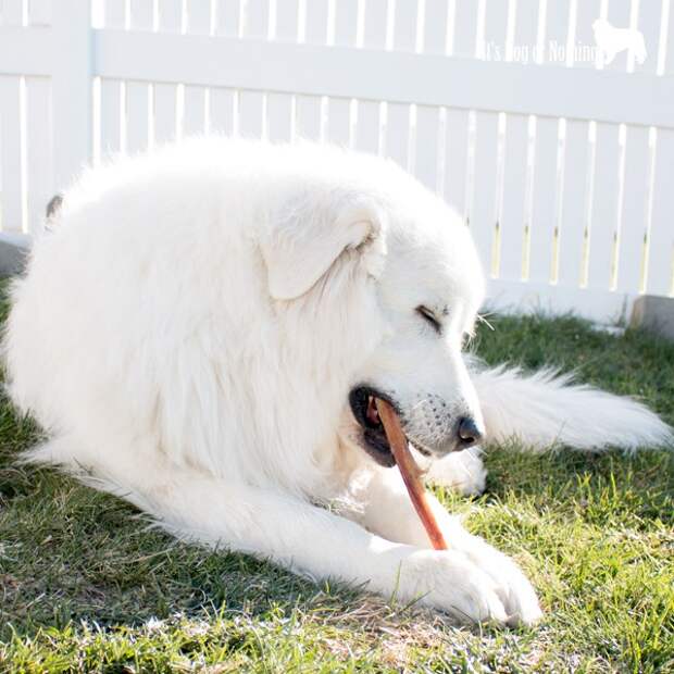 Are you ever struggling with how to keep your dog busy? With all the negatives to rawhide, we had to find another outlet for the dogs to chew. Click through to see our 6 alternatives to rawhide chews.