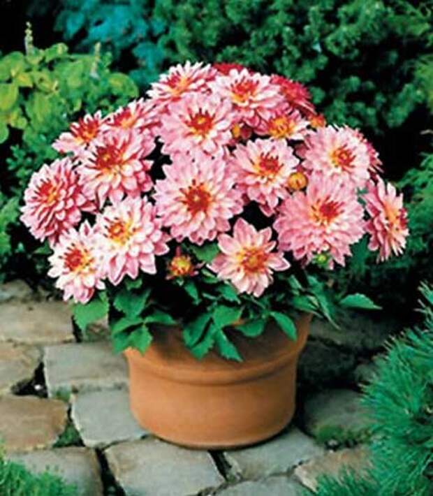 libra-plants3.jpg