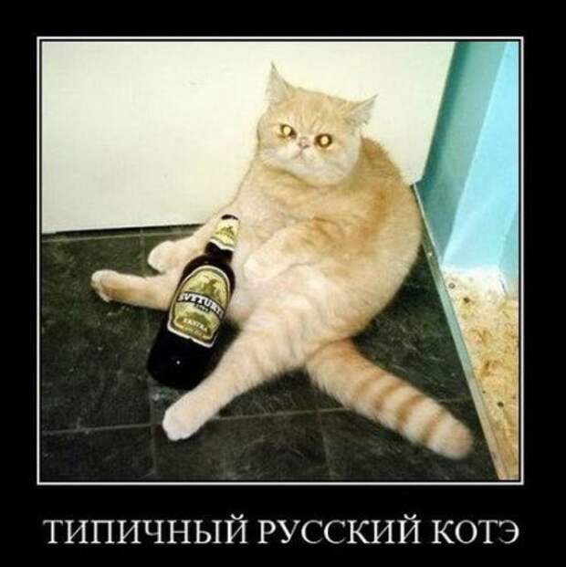 Демотиваторы приколы новые.