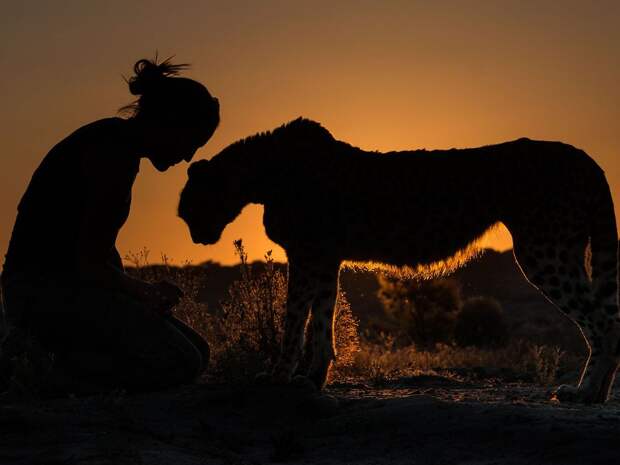 Прогулка с гепардом на закате, Намибия