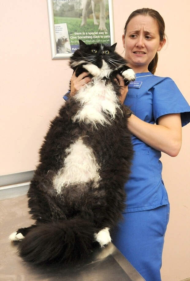 большой кот