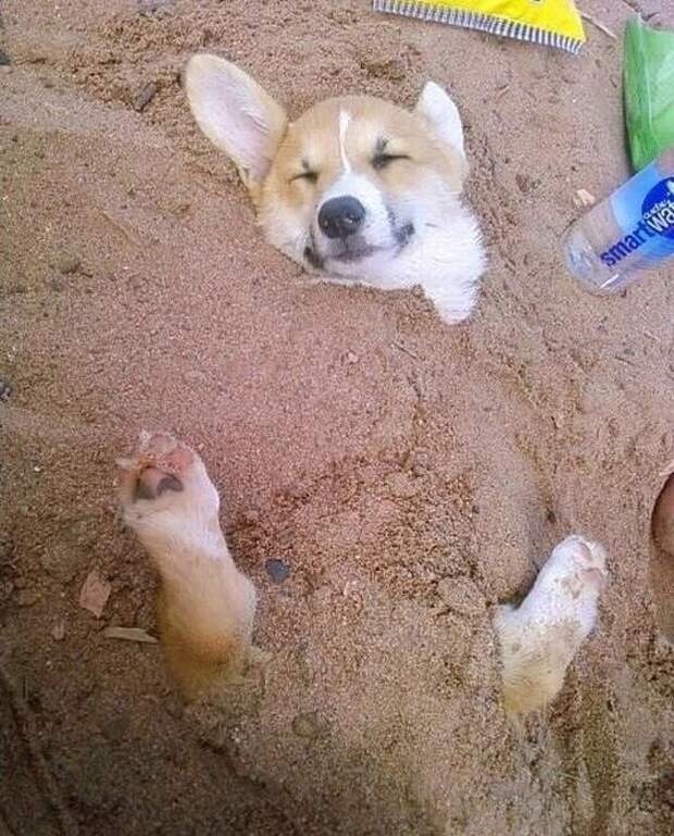 Фотоприколы кучей