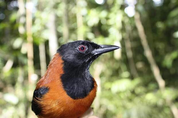 10 птиц с самыми необычными защитными механизмами защита, птицы