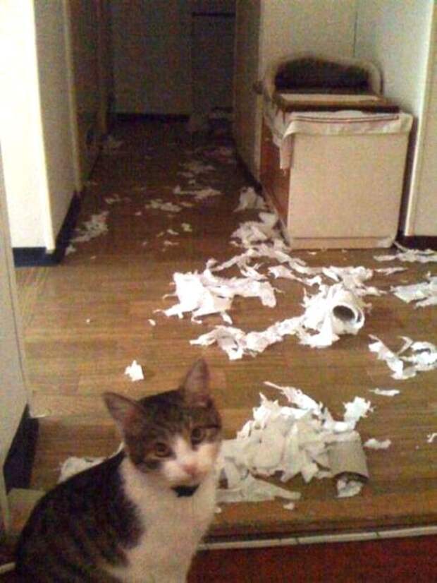 Котострофа коты, один дома