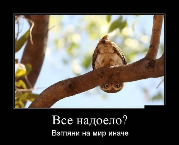 Демотиваторы (30 фото) Демотиваторы (30 фото)