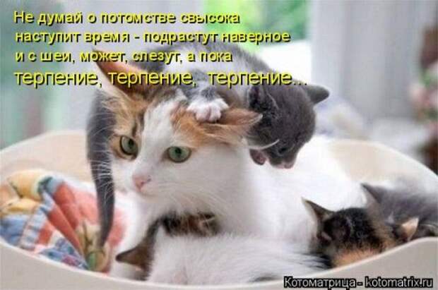 Котоматрица на Бугаге (34 фото)