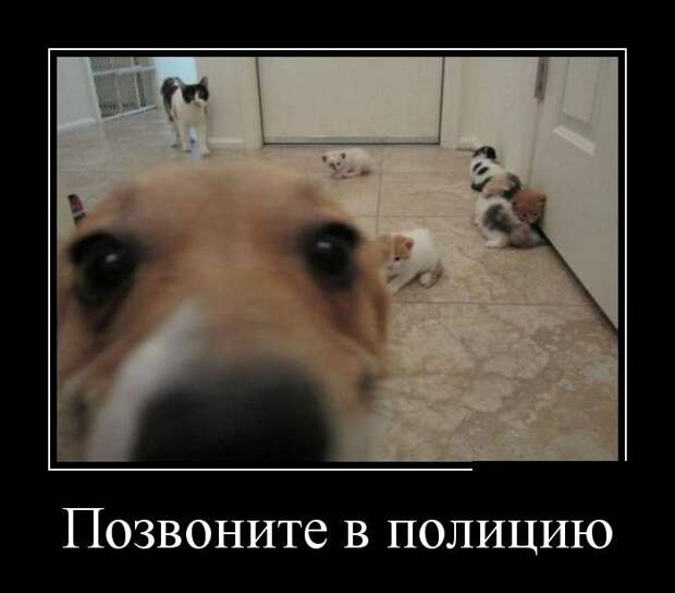 Весёлые демотиваторы - Вы будете улыбаться!