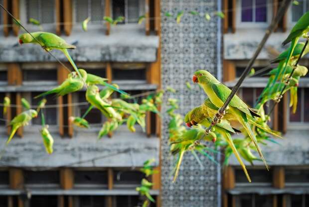 parrots