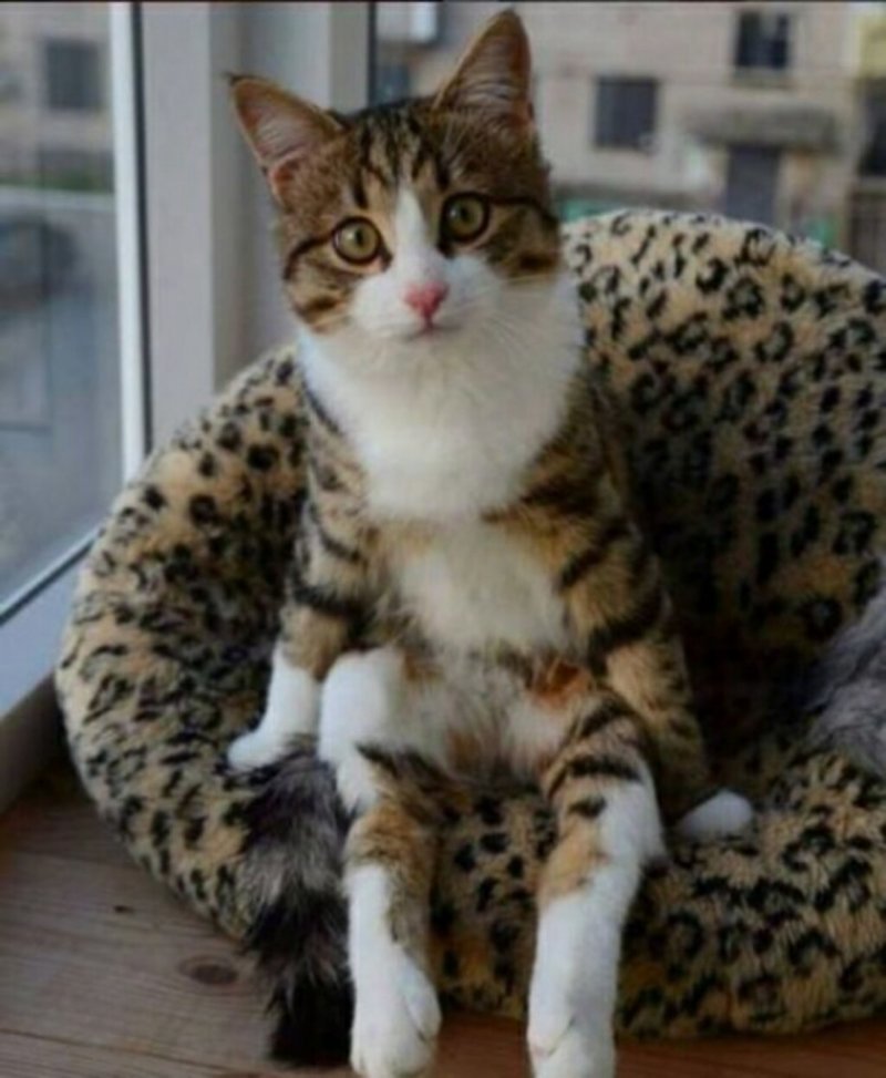 Субботний котопост коты, кошки, приколы с котами., смешные коты