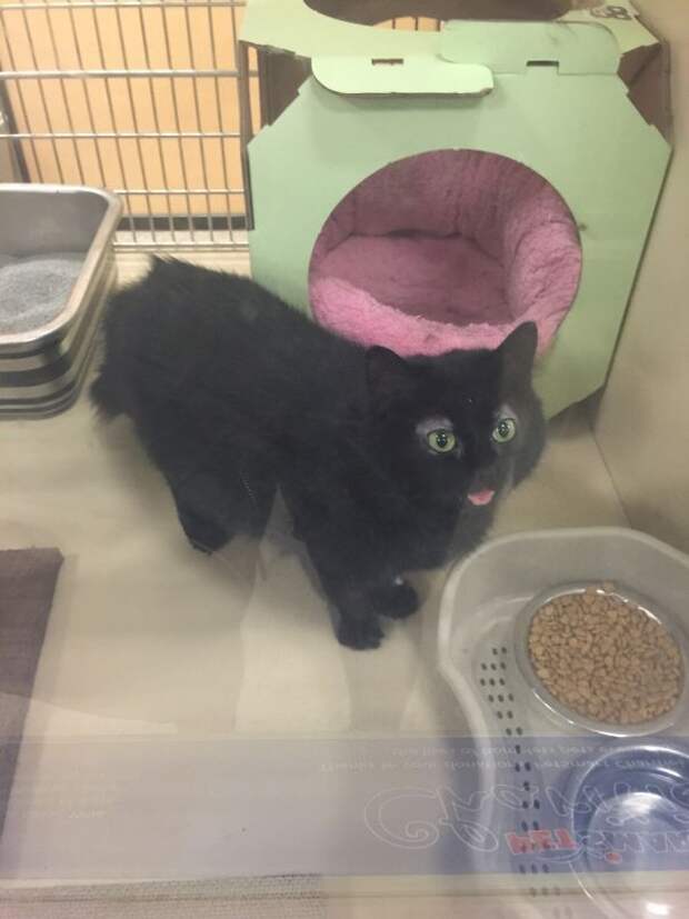 I Volunteer At A Shelter And One Of The Cats There Makes This Face At People
