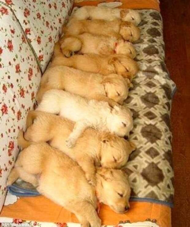 5.16.15 - Cutest Sleeping Puppies6