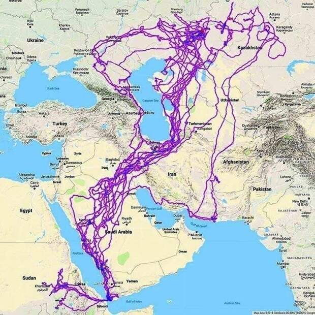 Карта ниже показывает все путешествия, которые величественная птица совершила за двадцать лет своей жизни GPS, в мире, люди, навигатор, находка, орел, полет, птица