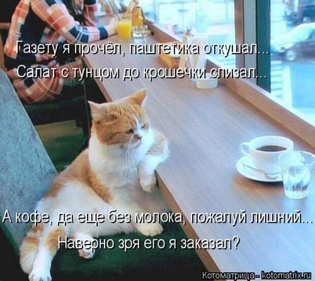 Котоматрица недели (31 фото)