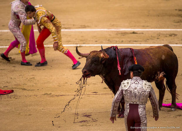 Бой быков: в Испании впервые за 35 лет остановили корриду.