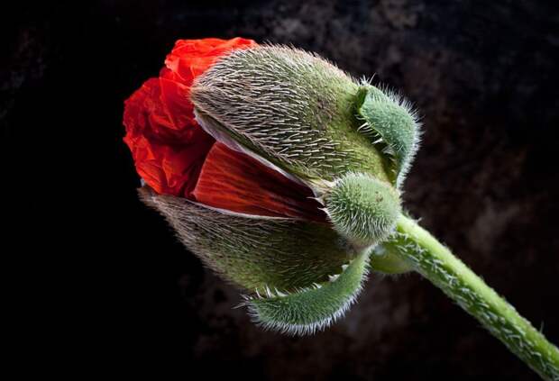 The winners of garden photography the International Garden Photographer of the Year 10