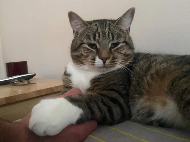Без кота и жизнь не та