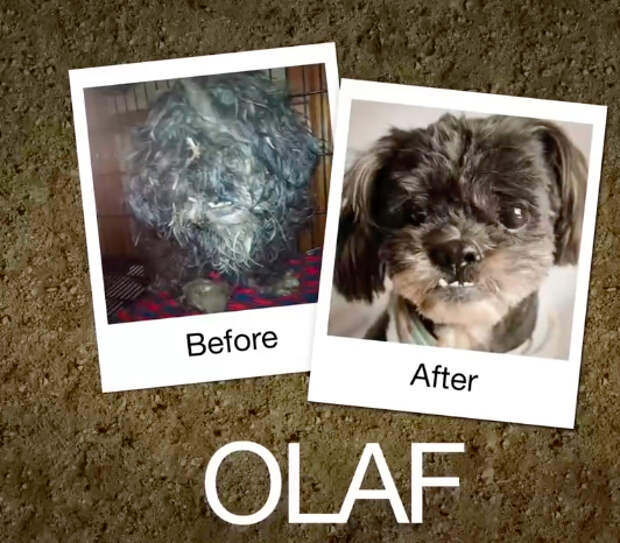 Olaf-e1470664153159