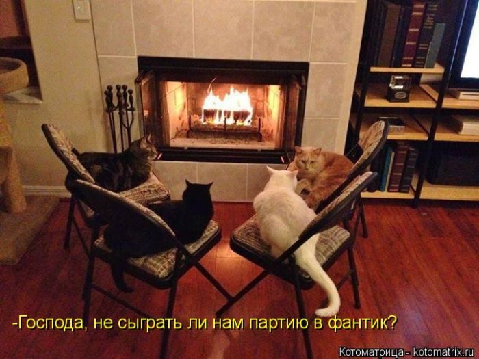 Лучшие котоматрицы недели