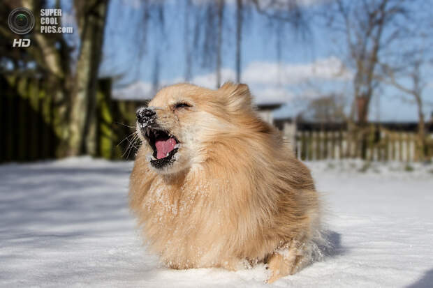 Снег — собачье счастье. (Troels Kinthof)