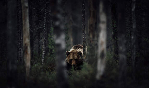 Медведь в финских лесах