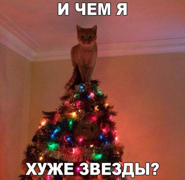 Смешные картинки с надписями прикол, юмор