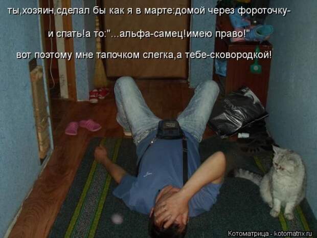Лучшие котоматрицы недели Лучшие котоматрицы недели