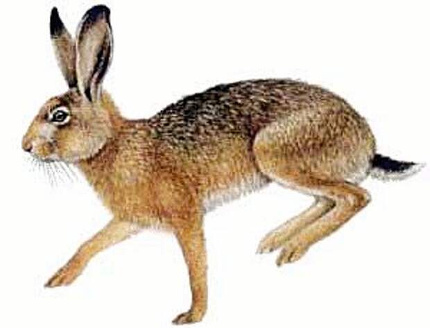 http://cdn-1.freeclipartnow.com/d/6709-1/Brown-Hare.jpg