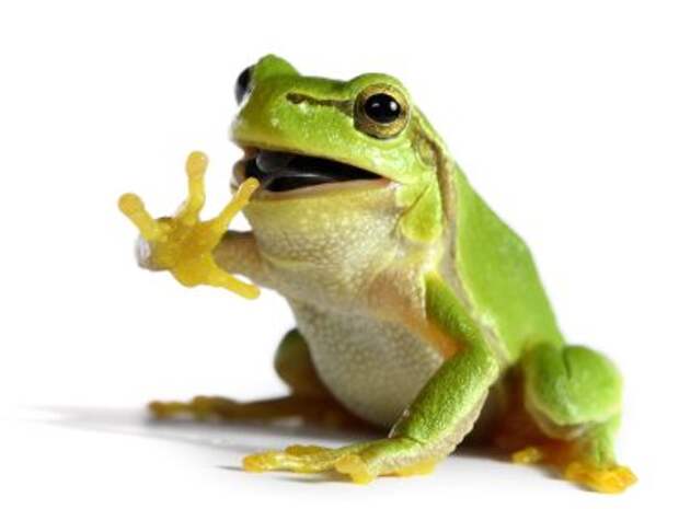http://www.mrmediatraining.com/wp-content/uploads/2012/08/Frog.jpg