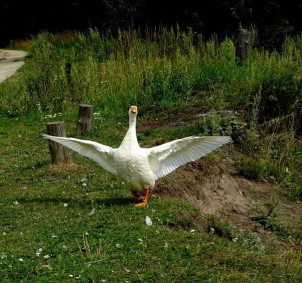 Животные на фото, вот кому живется хорошо.