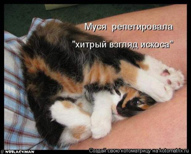 Котоматрица