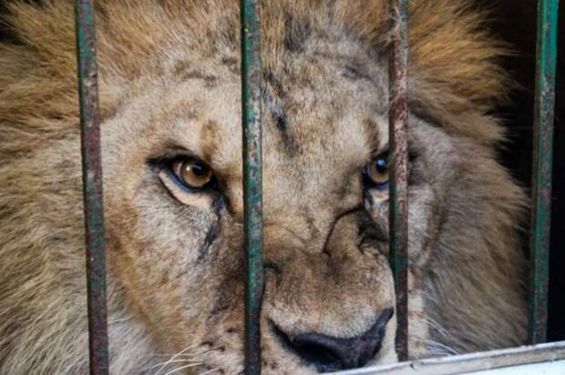 На Украине лев покусал пьяных мужчин, которые хотели его покормить