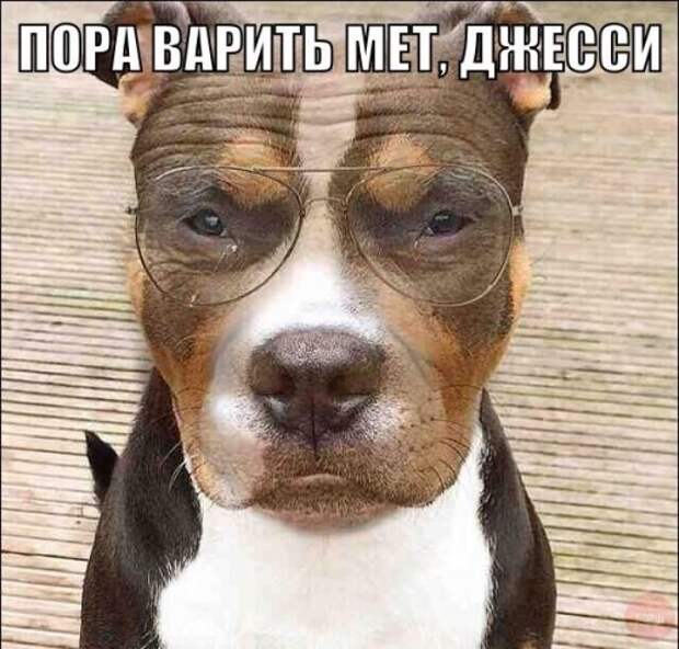 Прикольные фотомемы (30 шт)
