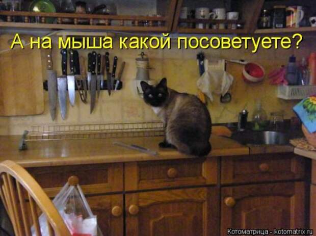 Новая котоматрица на Бугаге (39 фото)