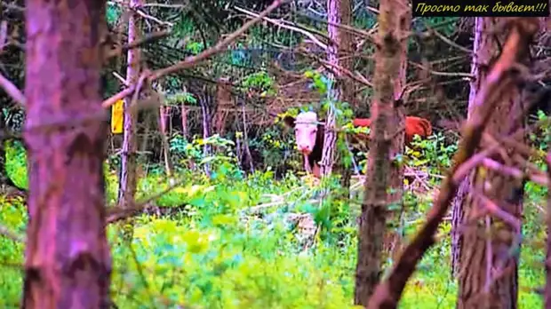 Сбежавшую корову нашли через год в глухом лесу с необычными друзьями