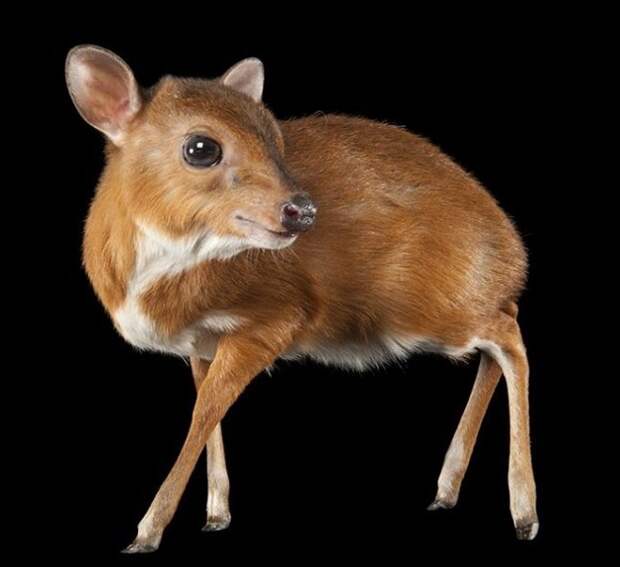 Royal antelope