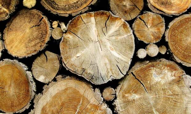 Гадание по полену