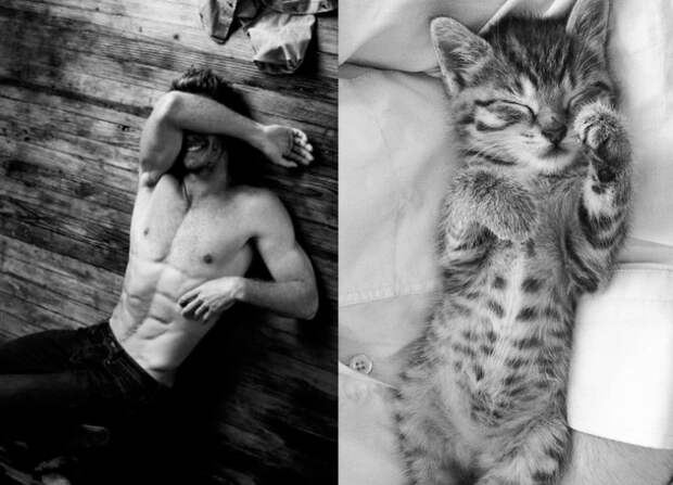 коты воссоздают фотографии, коты кошки фотографии моделей, коты повторяют фото моделей