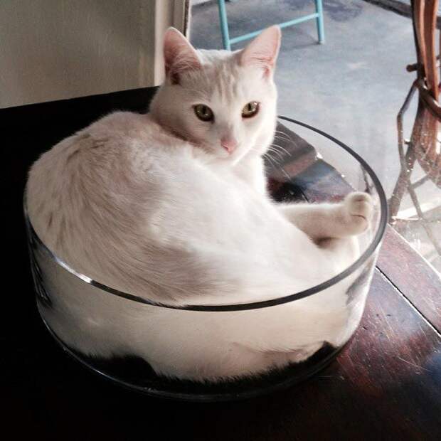 25 кошек, которые спят где угодно
