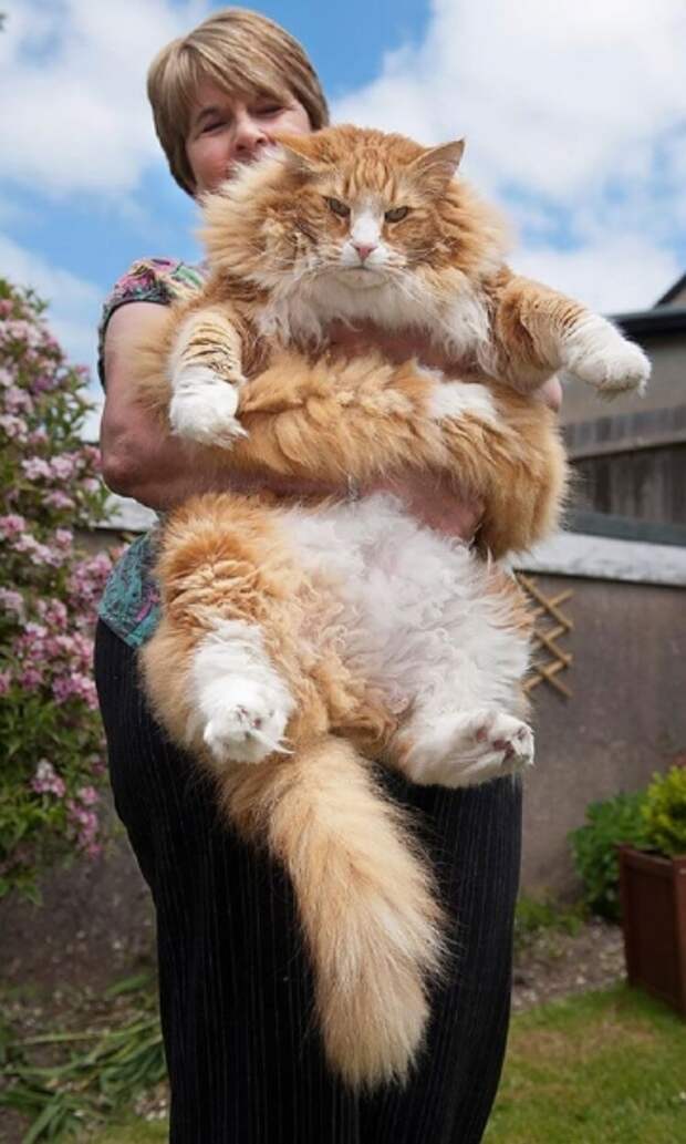 18 котов породы мейн-кун, по сравнению с которыми ваша кошка выглядит крошечной.