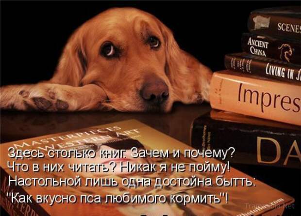 Летняя подборка Котоматриц 2010 - Выпуск 18