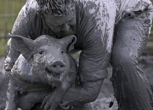 Ловля свиней в грязи на Festival du Cochon-2015 (17 фото)