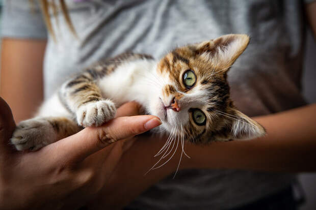 Уютные кошки: почему считается, что они могут сделать дом жилым и&nbsp;тёплым