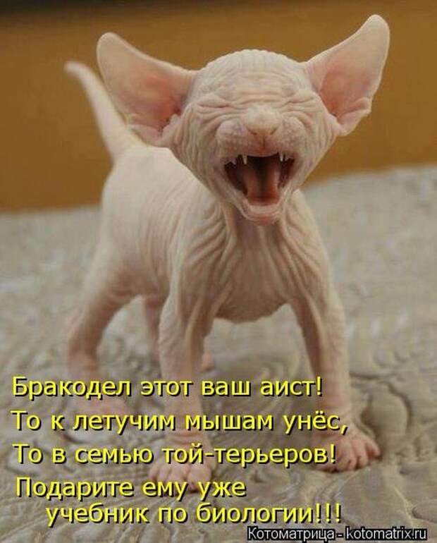 Котоматрицы(картинки с надписями)