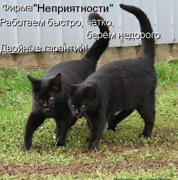 Котоматрица 9