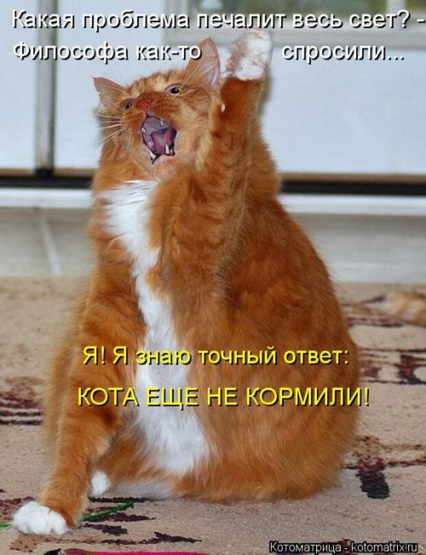 Еженедельная котоматрица (33 фото)