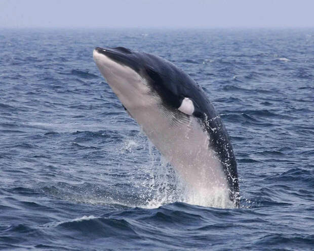 Непростая жизнь самого маленького полосатого кита.