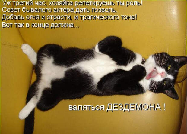 Смешные животные из КотоМатрицы (49 шт.)