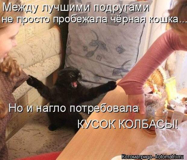 Лучшие котоматрицы недели