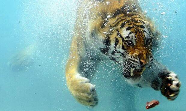 тигр плавает, тигр в воде - Интересные факты о тиграх